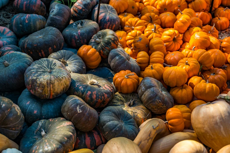 a bunch of gourds are stacked together