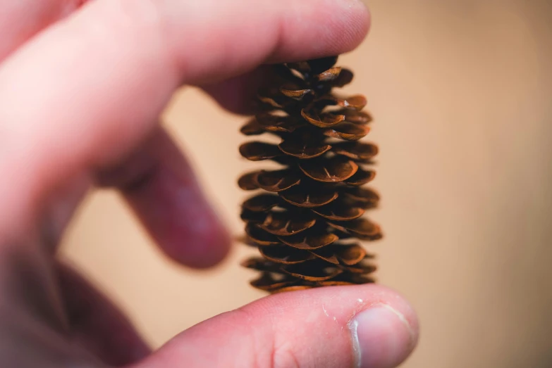 a hand is holding a pine cone with its fingers