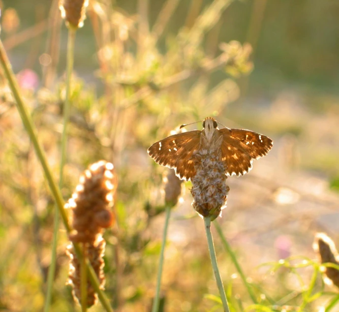 a small brown moth on a flower in the sun