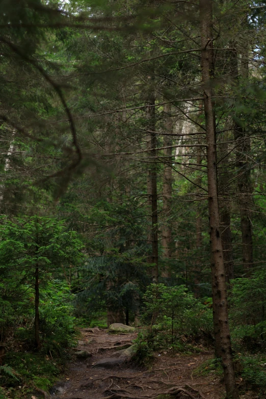 a wooden bench in the middle of a wooded path