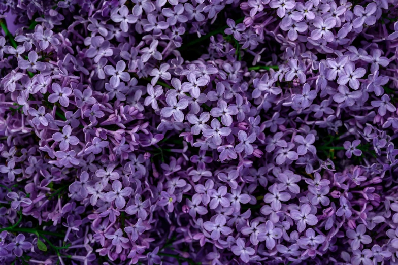 lilacs all over the ground in purple