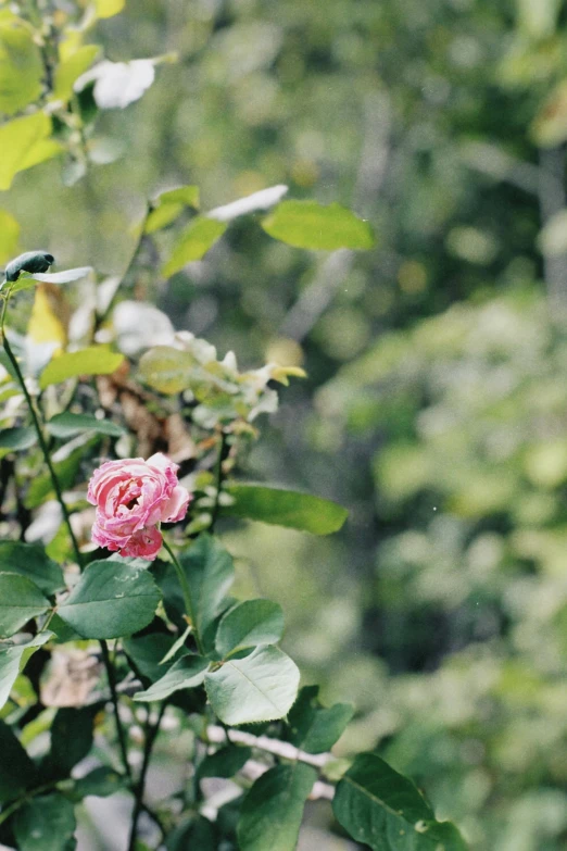 an arrangement of leaves and pink flowers in a forest