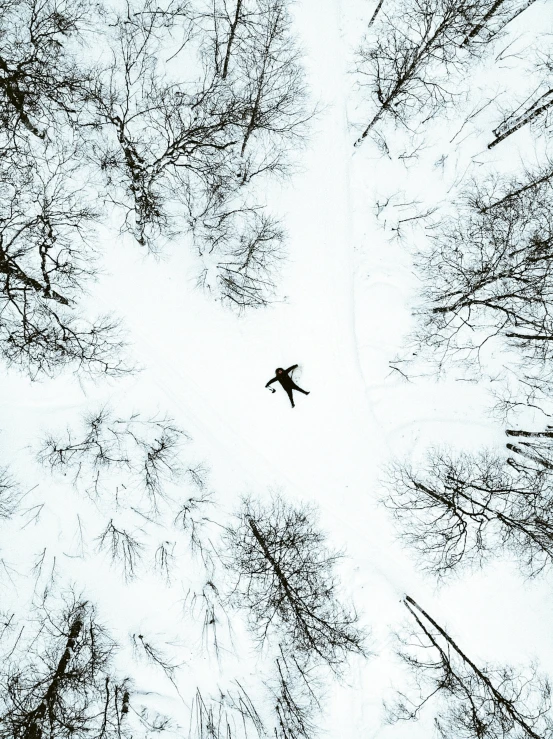 bird sitting in middle of trees with sky in background