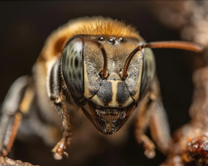 a close up s of the face of a bee