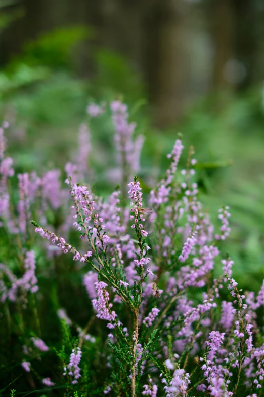 purple wild flowers growing in the woods