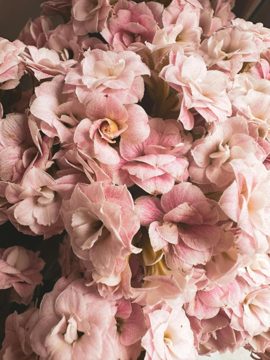 a bouquet of pink flowers is shown in a vase