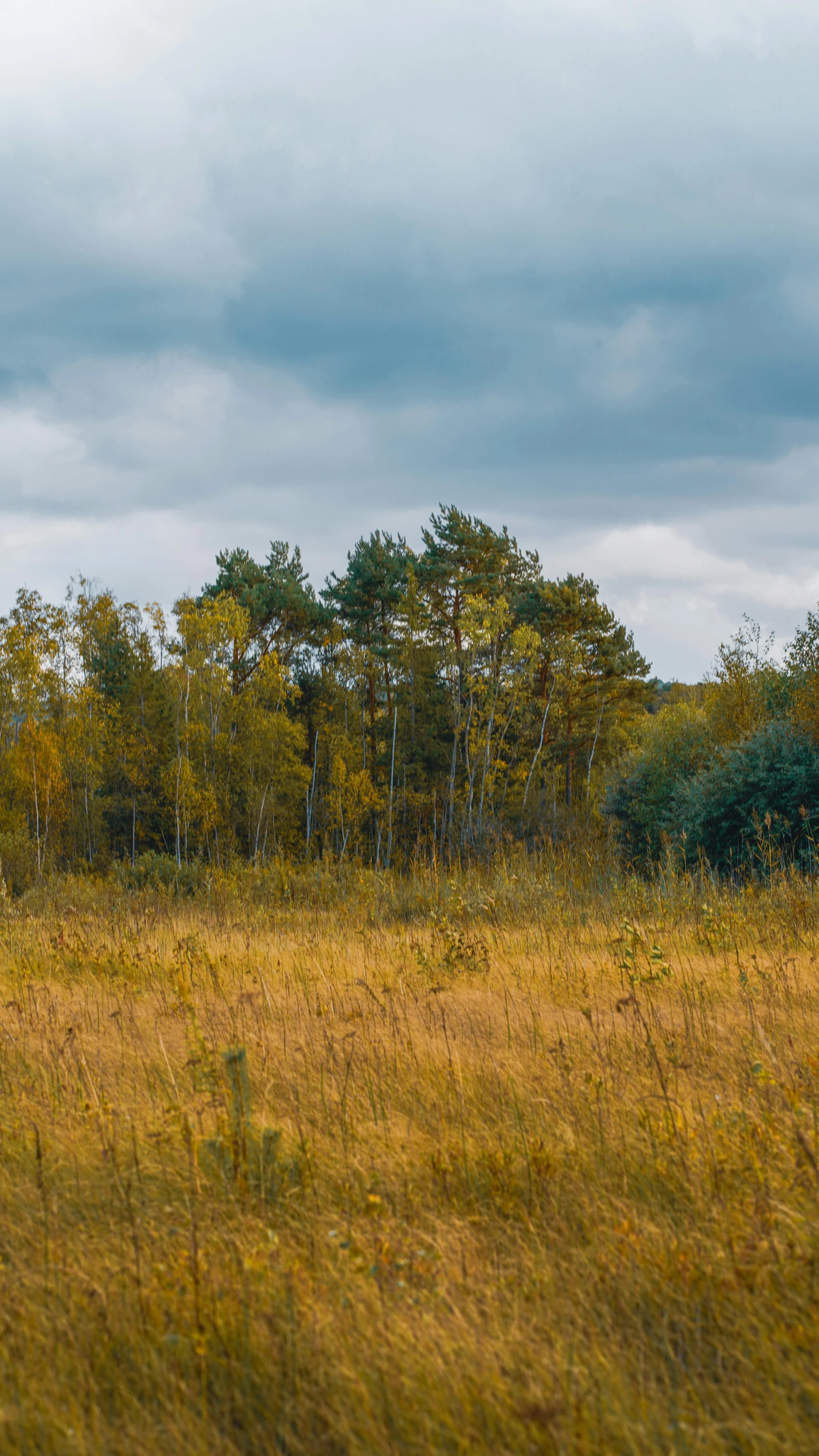 two cows in a yellow grass field under an overcast sky