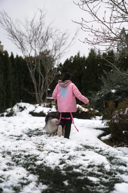 woman in pink jacket walking two dogs on snowy path