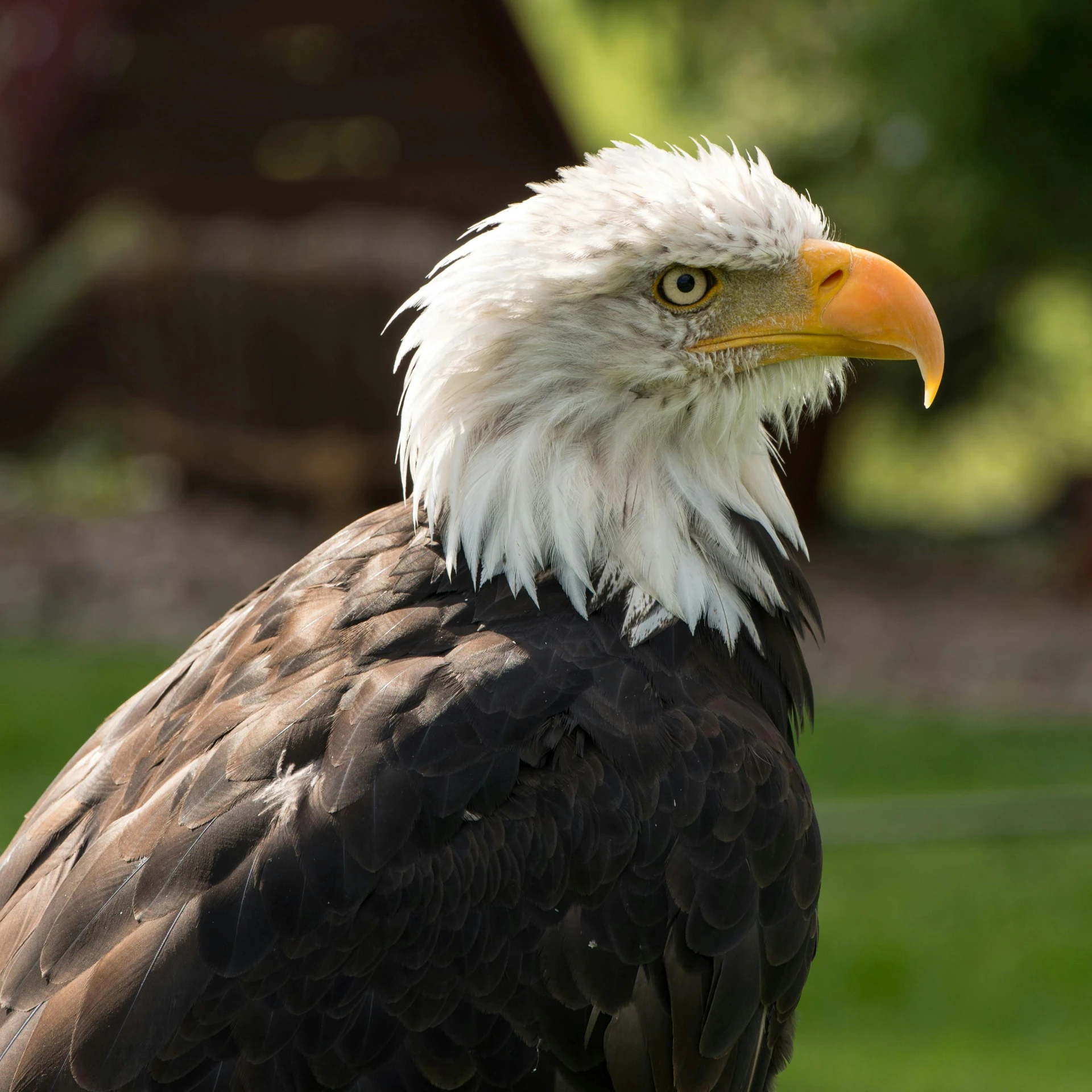 a bald eagle is perched on a perch