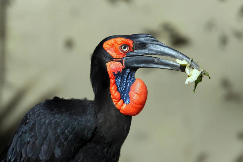 a bird is eating a flower and looking up