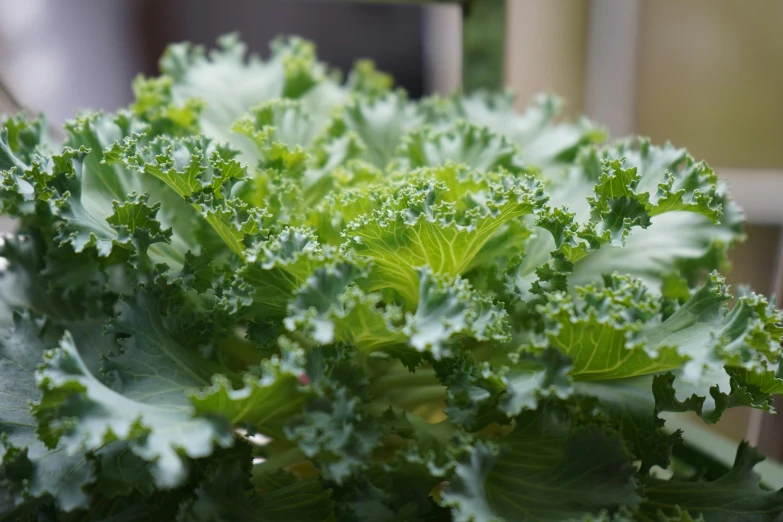 a close up of green leafy plants in a sunny garden