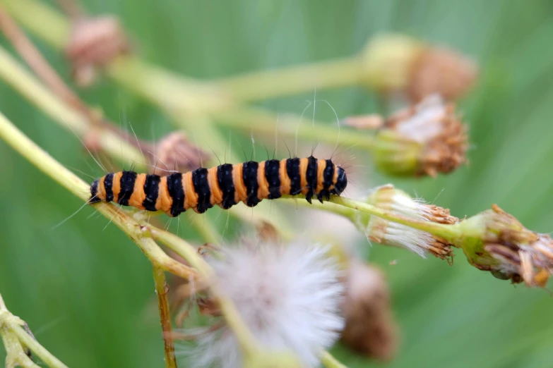 a caterpillar on a plant in the forest