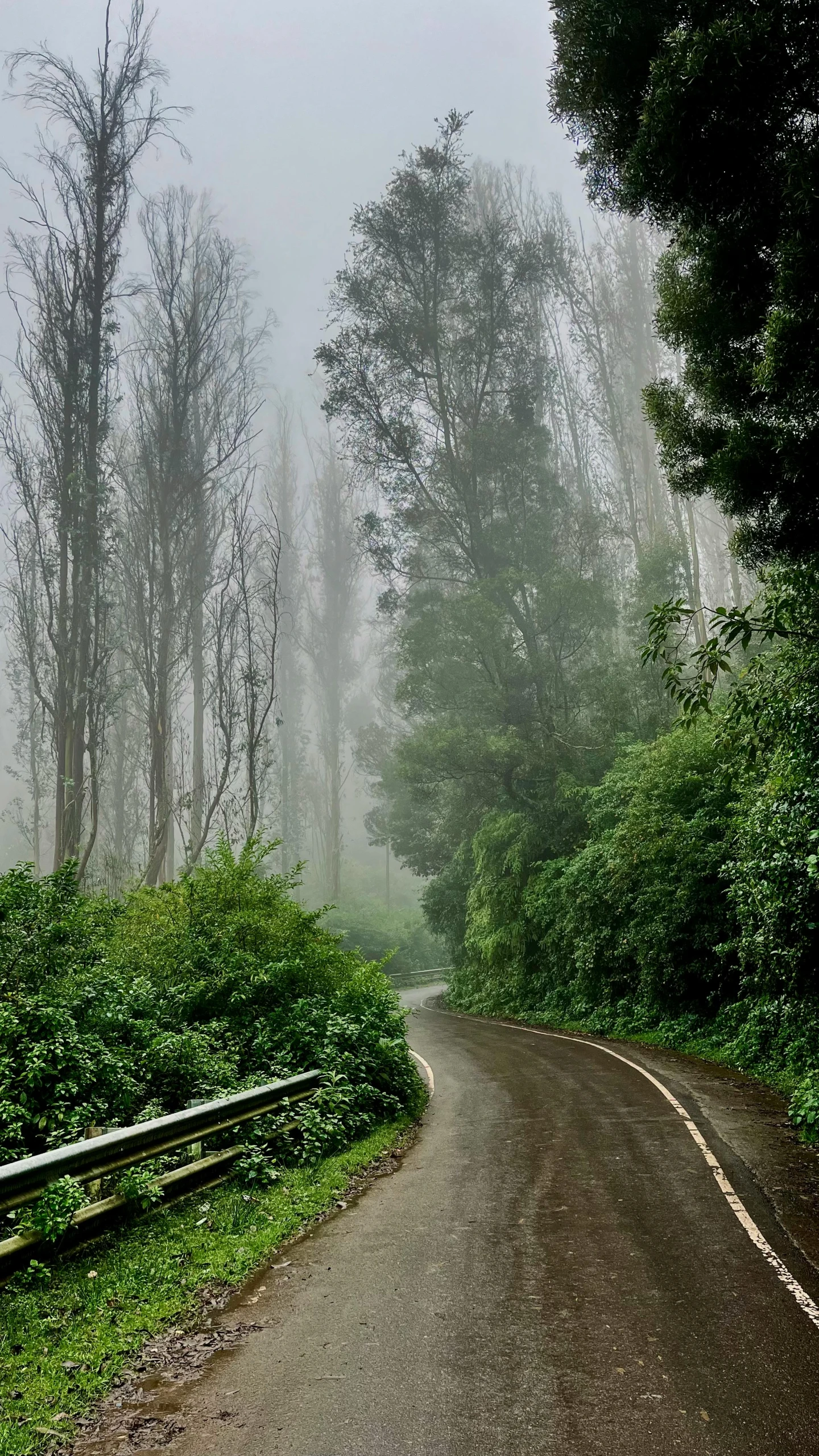 a foggy road with trees on both sides