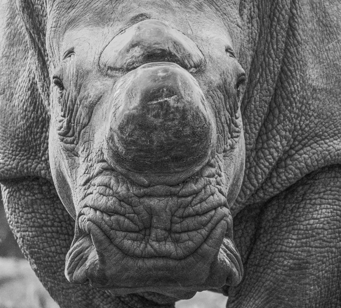 black and white pograph of an elephant's face