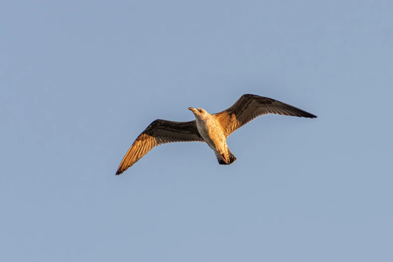 a bird flying high in the blue sky