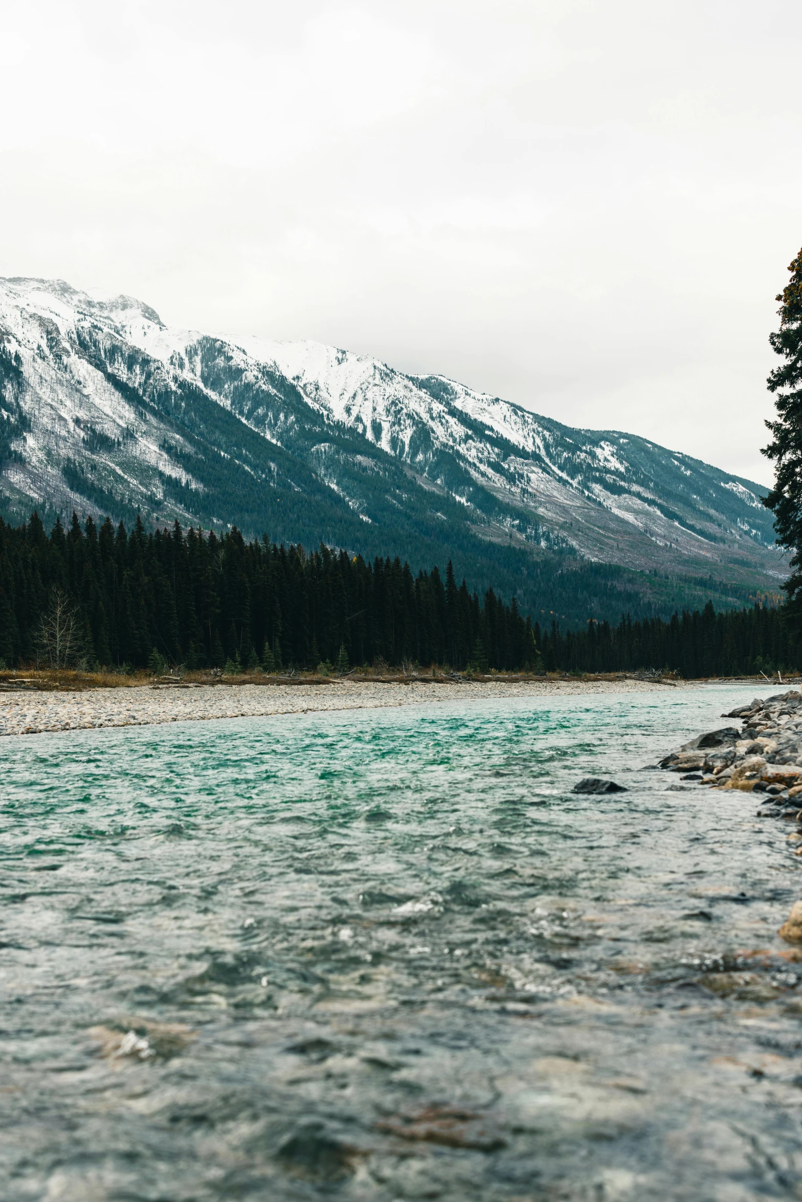 a body of water surrounded by a forest