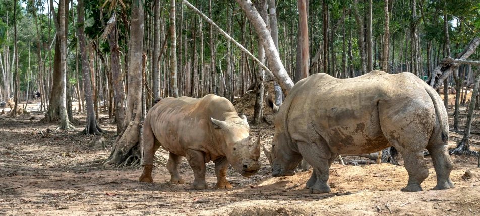 two large white rhinos are standing near trees