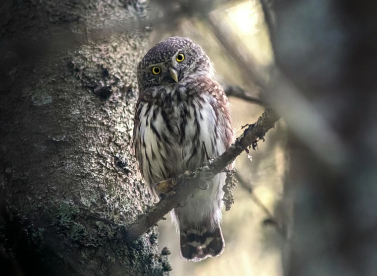 the owl is perched on the tree limb