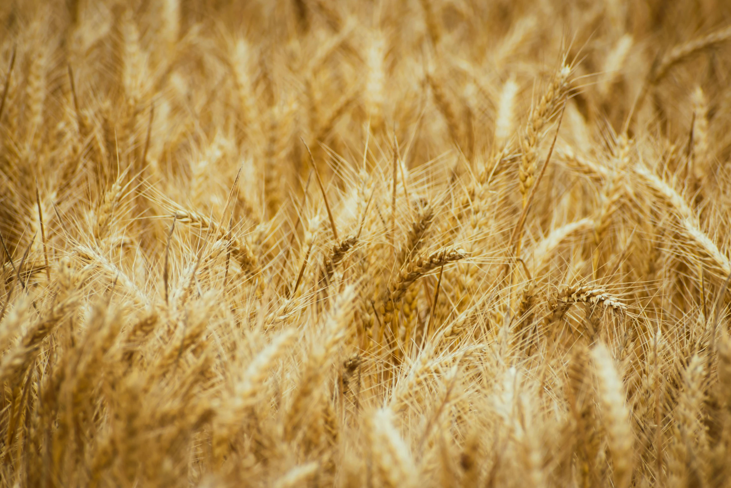 the grain is ready to be harvested on the farm