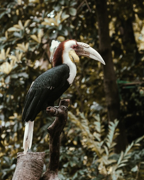 a bird sitting on a tree trunk in the woods