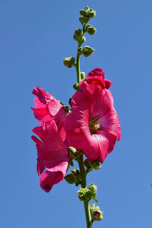 pink flowers with blue sky in the background