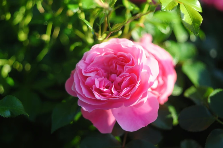 some pink flowers with leaves and green foliage