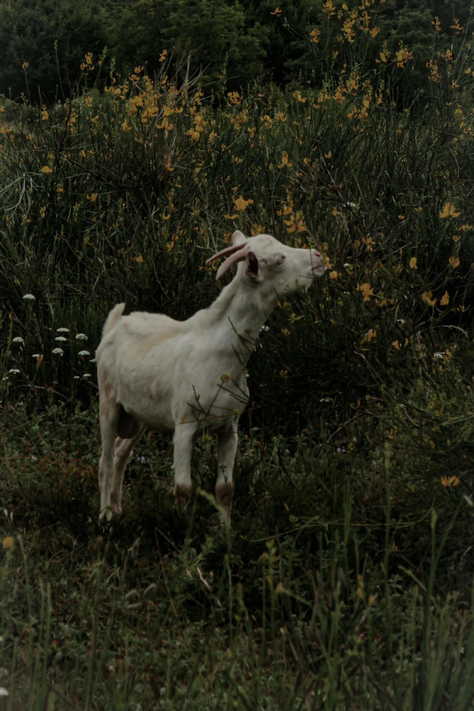 there is a goat that is in the grass and flowers