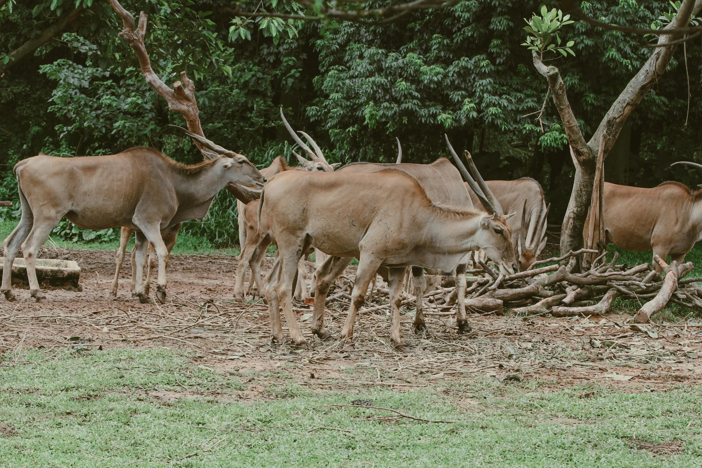 five animals standing together next to a tree