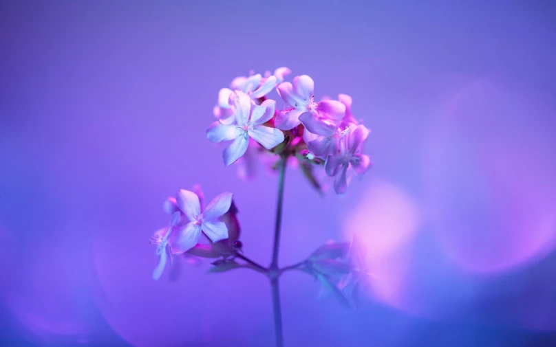 three white and blue flowers that are purple in color