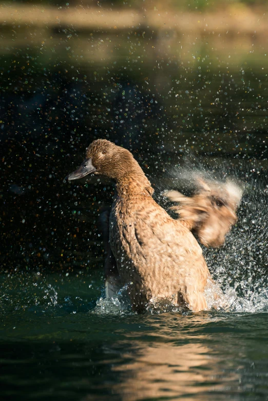 the duck is coming up out of the water