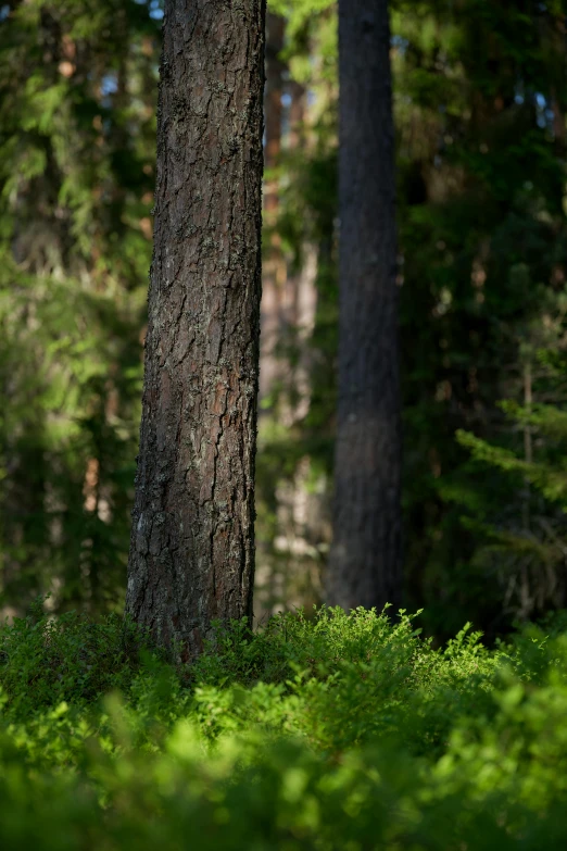 a red teddy bear is hiding between the trees