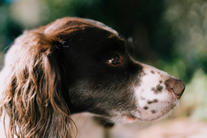 a close up view of a dog's face, with long brown hair