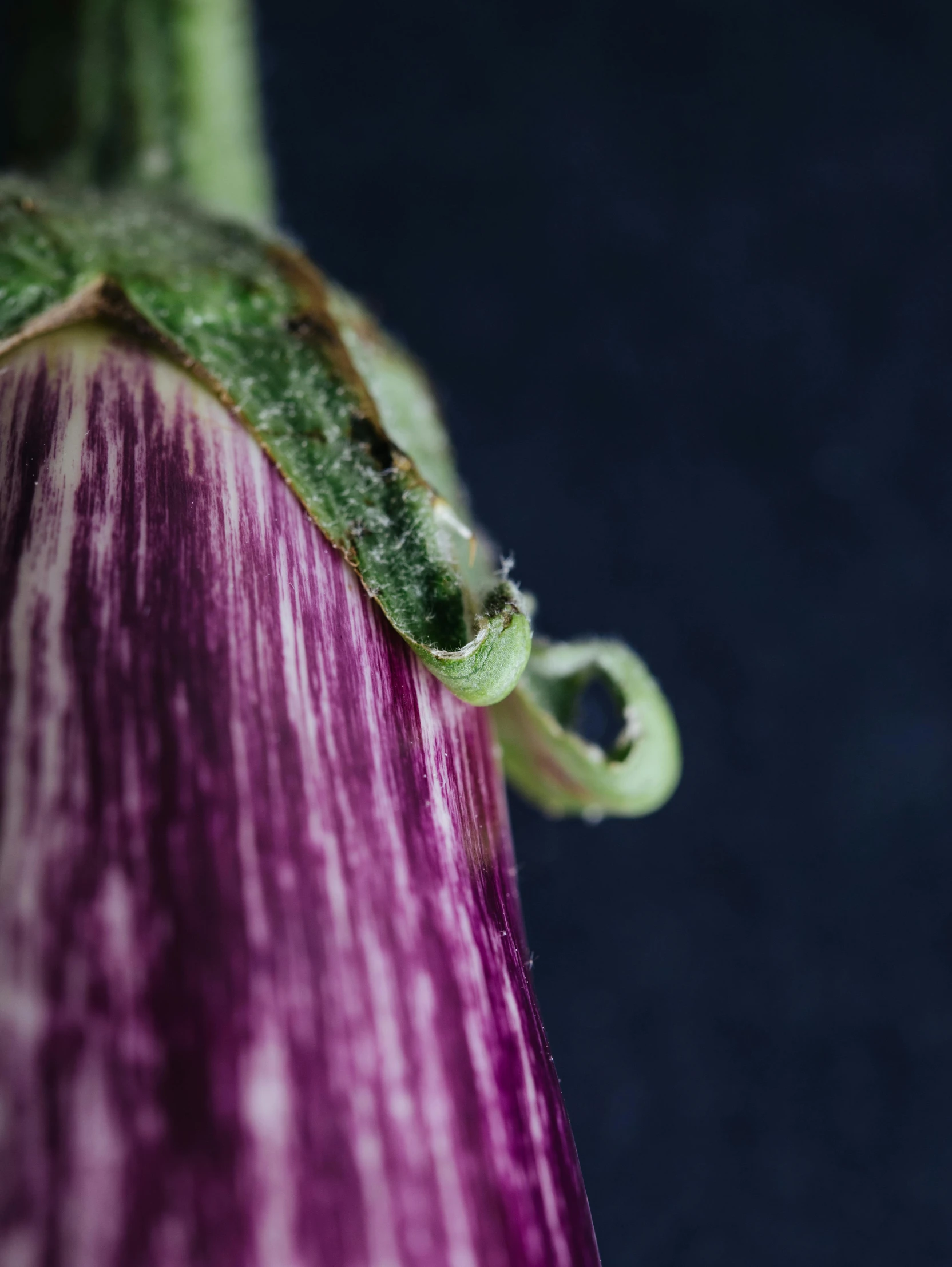 the green frog is on top of the purple flower