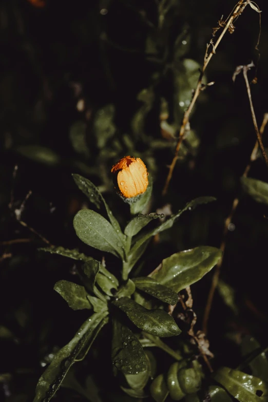 a single yellow flower is next to some green leaves