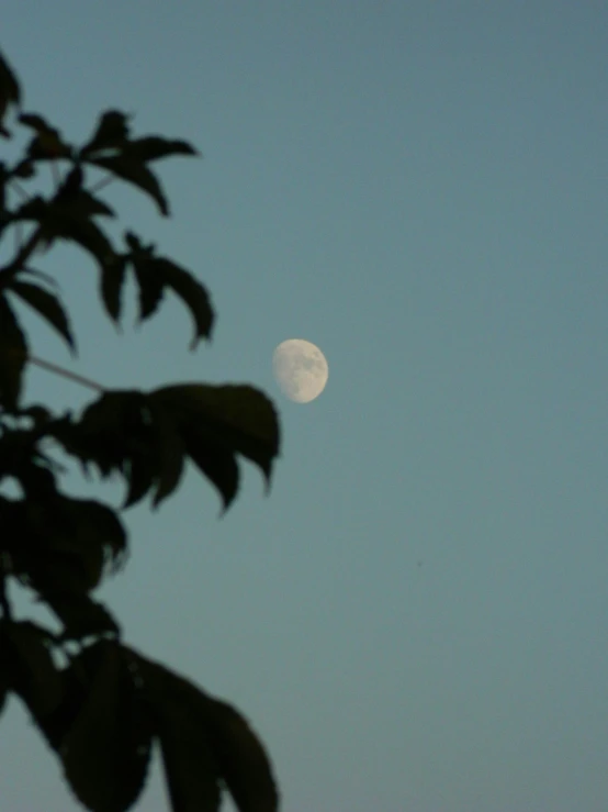 the moon shines brightly through leaves as it is nearly gone