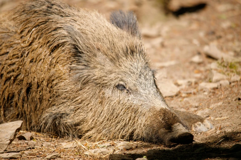 a wild boar lying on the ground, resting