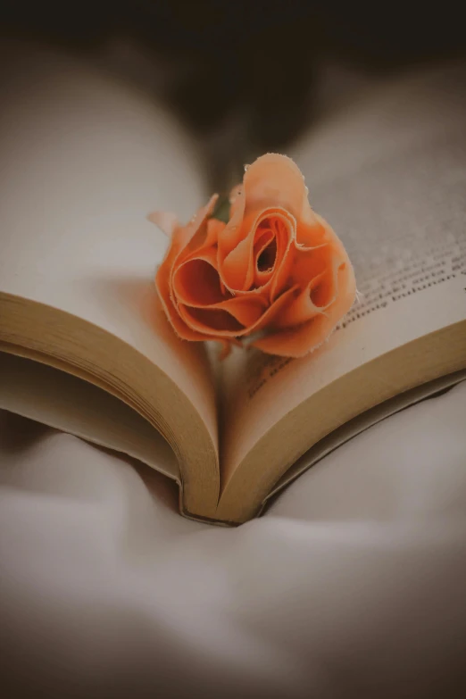 a small orange flower on top of an open book