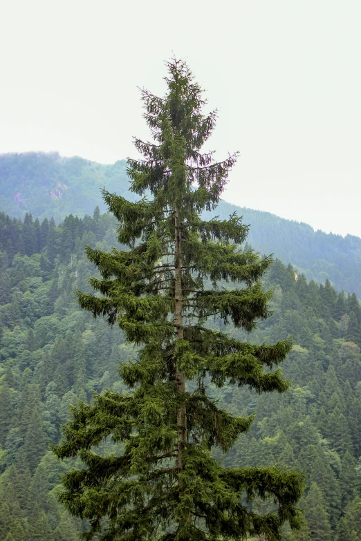 a lone tree in the foreground of an image of mountain ranges