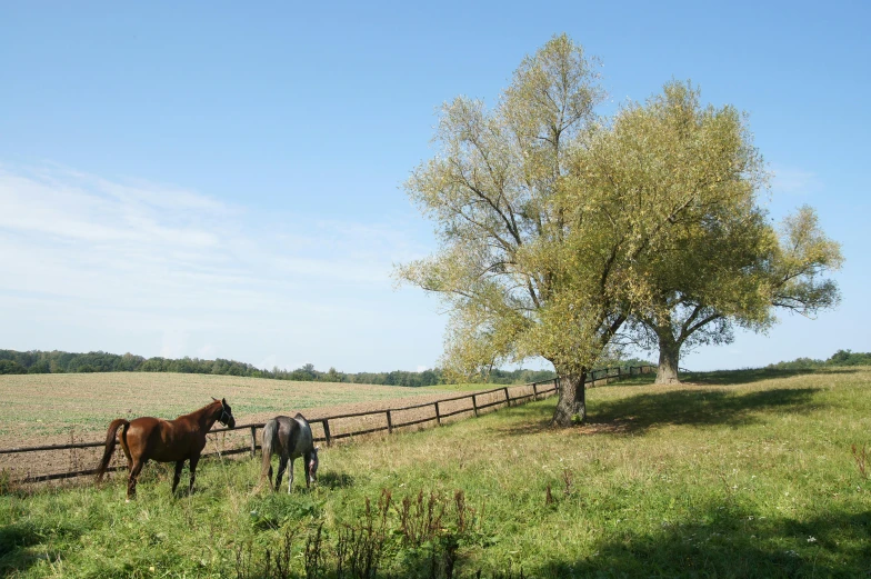 two horses are standing in the pasture on a sunny day