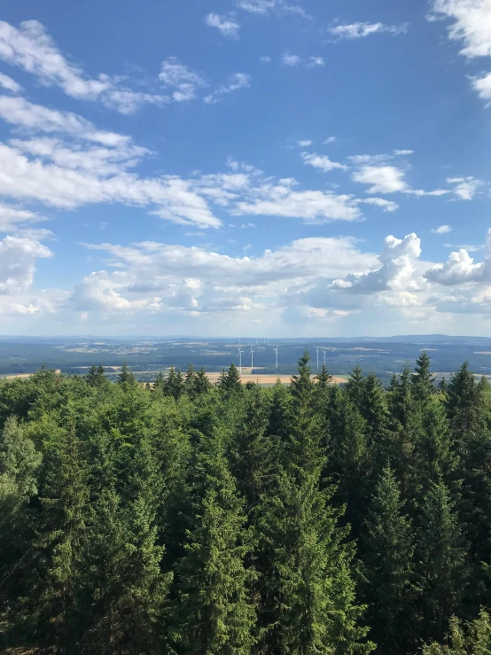 several trees line the field that overlooks a forest