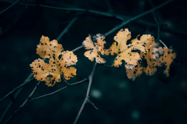 yellow leaves are on the nches in autumn