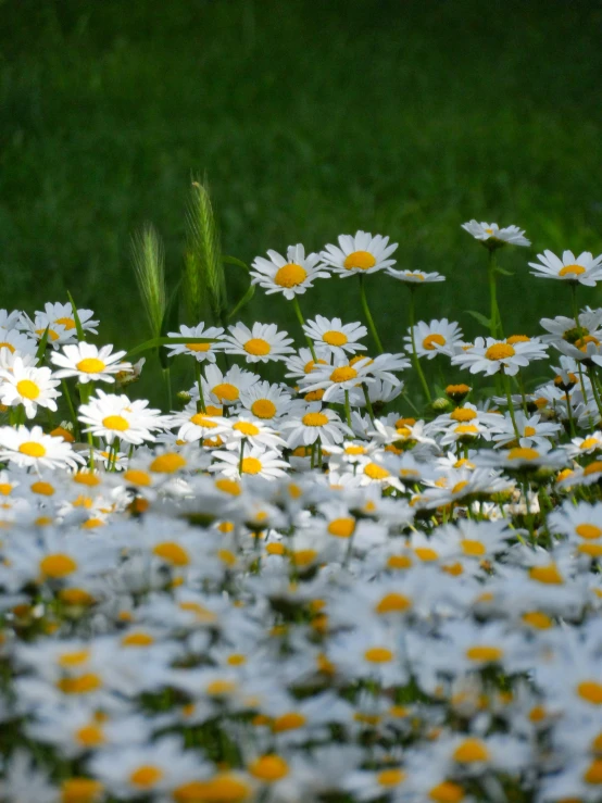 a flower bed with white and yellow flowers