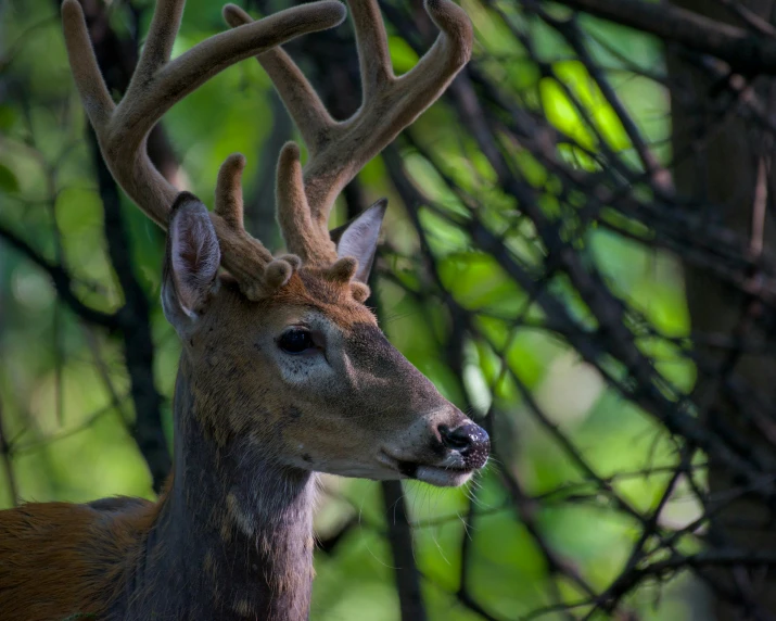 a deer has some kind of weird hair on his head