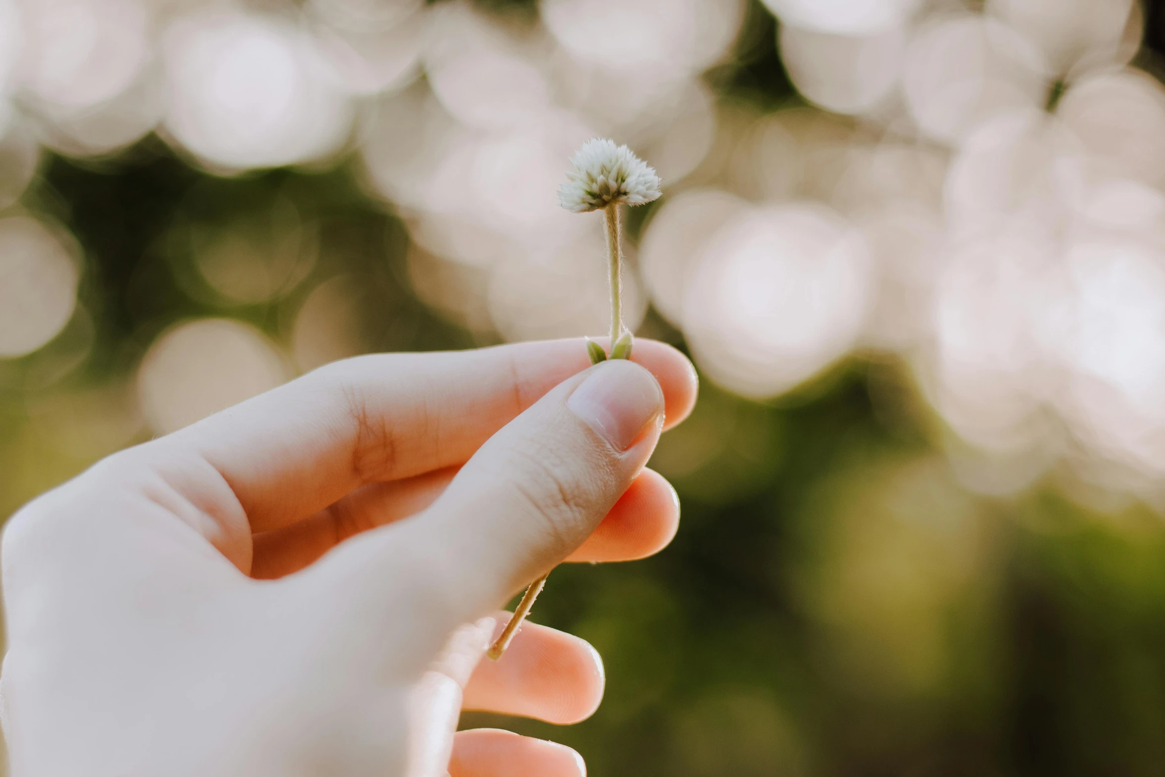 someone is holding onto a small daisy blossom