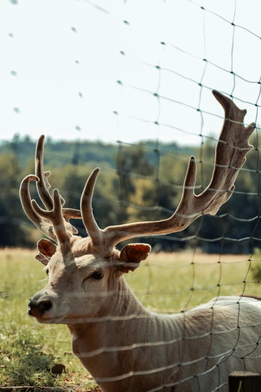 a deer looking at the camera through the fence