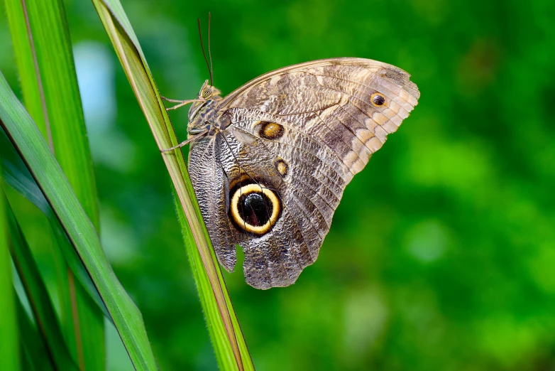 a large brown and black moth sitting on a blade