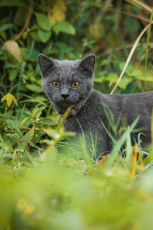 a grey cat walking in tall grass near bushes