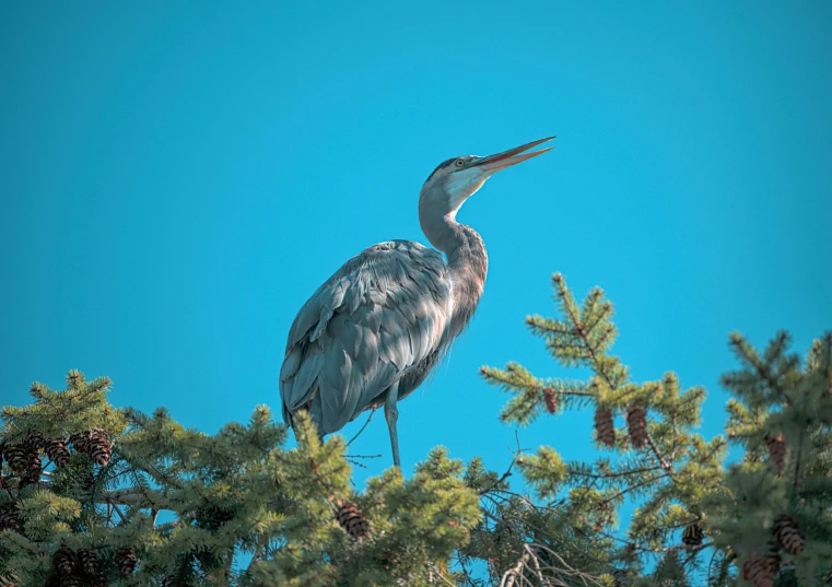 the bird is perched in the tree on the clear day