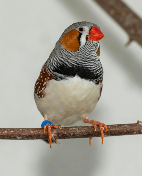 a bird with orange feet sitting on a stick