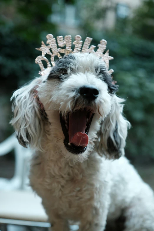 a dog wearing a tiara with its mouth open